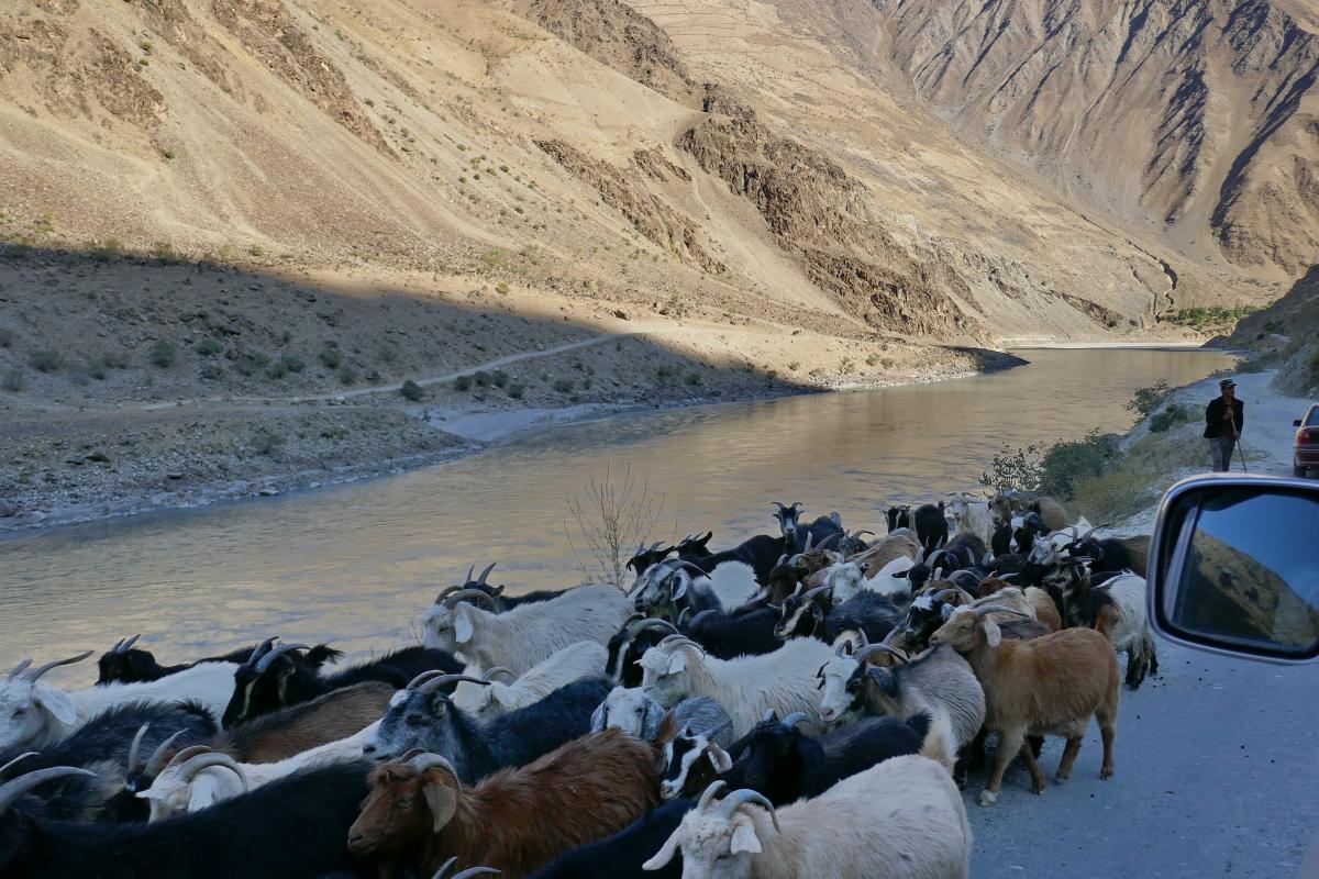 Goat herder on the highway between Khorog and Tajikistan’s capital, Dushanbe