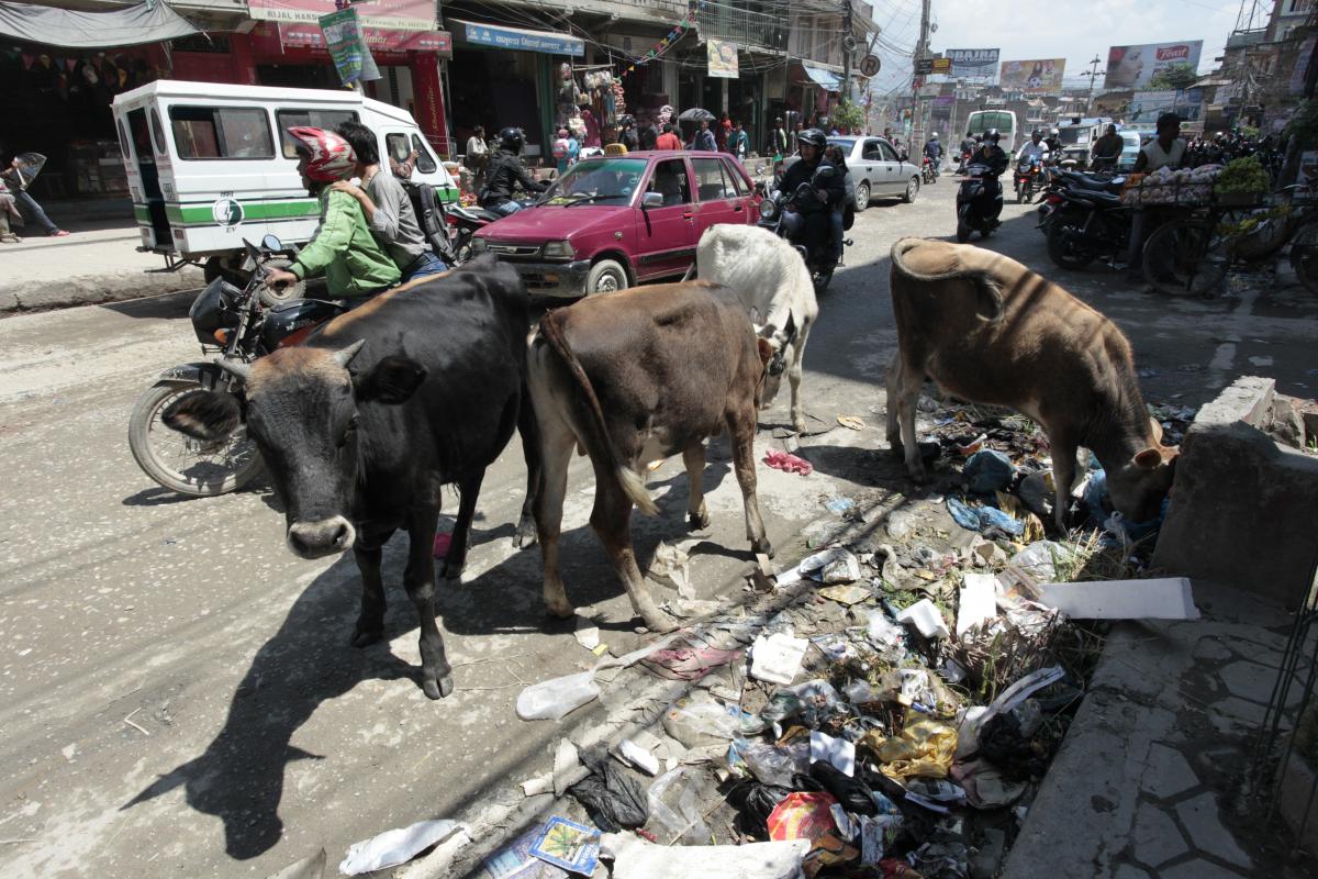 Holy cows in a typical Kathmandu street scene: in Jorpati, Kathmandu in 2012, prior to the earthquake