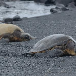 Sea turtles having an afternoon nap at Punalu’u Beach (photo: Ahmed Neelim Novo)