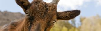 UBC Okanagan students are raising money to buy goats for Ugandan children