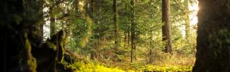 Sunny forest (photo: Nejc Košir/Pexels)
