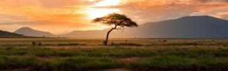 Sunset tree in Africa (photo: damianpatkowski/Unsplash)