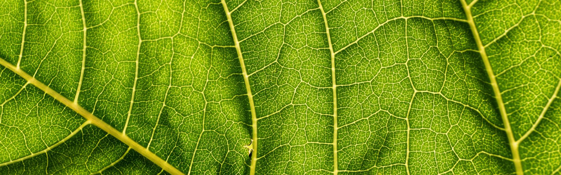 Green-leaf close-up