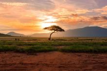 Sunset tree in Africa (photo: damianpatkowski/Unsplash)